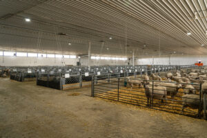 Travers Solar near Lomond, Alberta, is a 465 MW solar project covering roughly 3,300 acres in Vulcan County. Opened in 2022, the CAD 700 million project is backed by a 15-year Amazon agreement for 400 MW of output. More than 3,000 sheep graze beneath the panels, while CAD 700–900 per acre lease payments helped stabilize the Steeves family farm, Yetwood Farms.