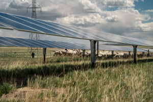 Travers Solar near Lomond, Alberta, is a 465 MW solar project covering roughly 3,300 acres in Vulcan County. Opened in 2022, the CAD 700 million project is backed by a 15-year Amazon agreement for 400 MW of output. More than 3,000 sheep graze beneath the panels, while CAD 700–900 per acre lease payments helped stabilize the Steeves family farm, Yetwood Farms.