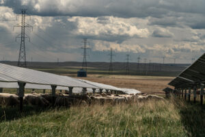 Travers Solar near Lomond, Alberta, is a 465 MW solar project covering roughly 3,300 acres in Vulcan County. Opened in 2022, the CAD 700 million project is backed by a 15-year Amazon agreement for 400 MW of output. More than 3,000 sheep graze beneath the panels, while CAD 700–900 per acre lease payments helped stabilize the Steeves family farm, Yetwood Farms.