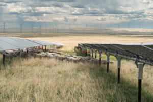 Travers Solar near Lomond, Alberta, is a 465 MW solar project covering roughly 3,300 acres in Vulcan County. Opened in 2022, the CAD 700 million project is backed by a 15-year Amazon agreement for 400 MW of output. More than 3,000 sheep graze beneath the panels, while CAD 700–900 per acre lease payments helped stabilize the Steeves family farm, Yetwood Farms.